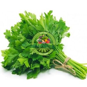 Coriander Bunch (Hara Dhanya)